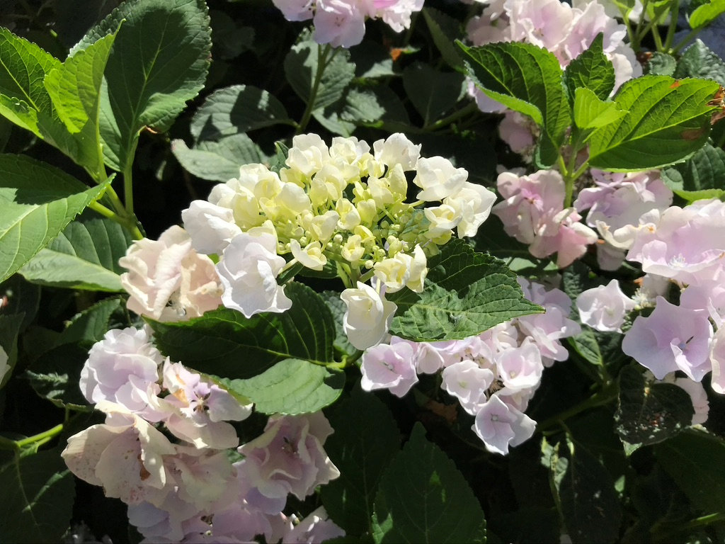 This lovely hydrangea is in a nice neighbor's front yard. Neither of us knew what variety it is. Do you?